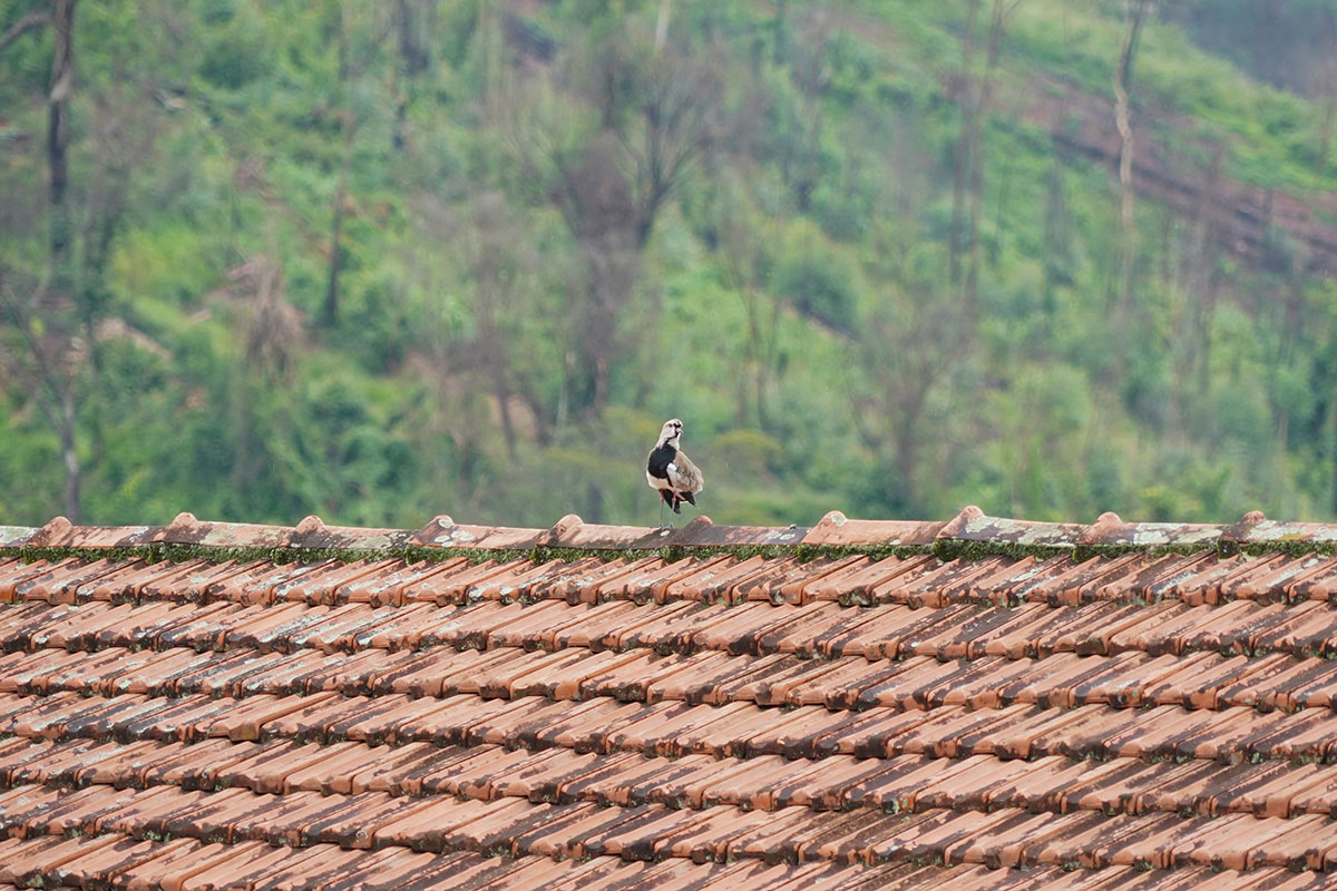 a bird on a roof that needs restoring