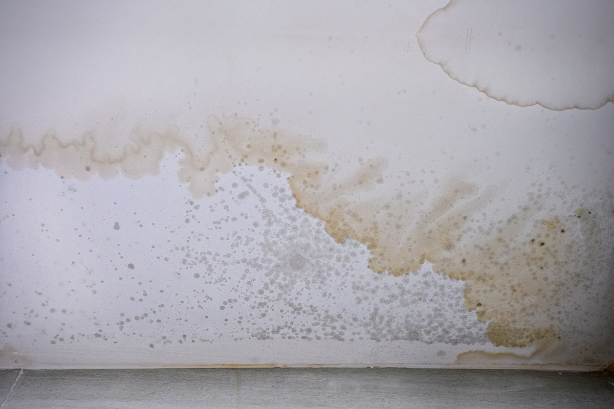 mould on a ceiling due to water damage