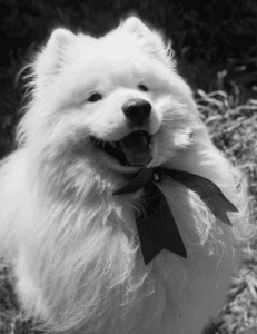 PorterVac office dog