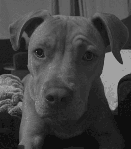 PorterVac office dog