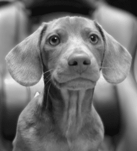 PorterVac office dog