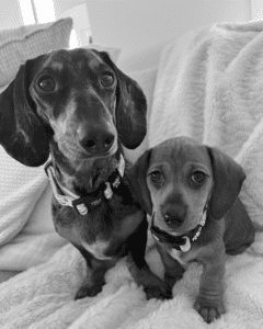 PorterVac office dogs