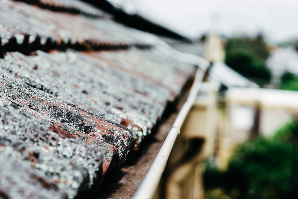 Lichen On Your Roof? Here’s What To Do About It PorterVac