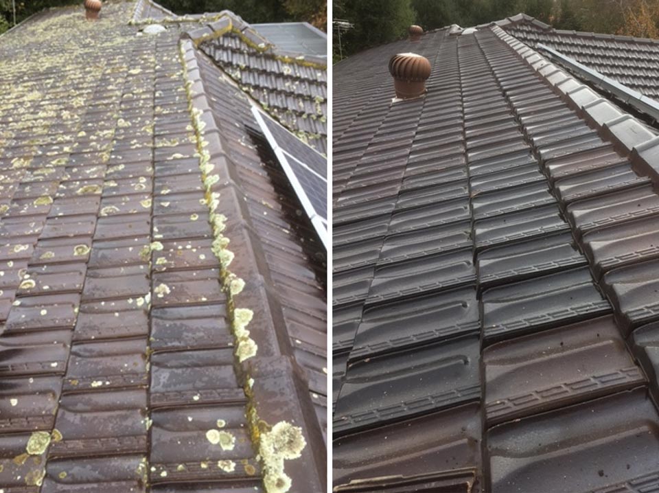 before and after lichen removal on a roof