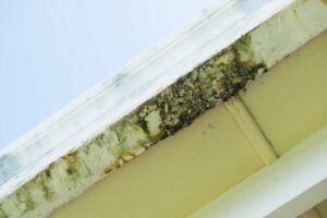 a mouldy gutter
