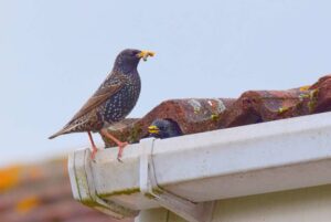 birds nesting in a gutter