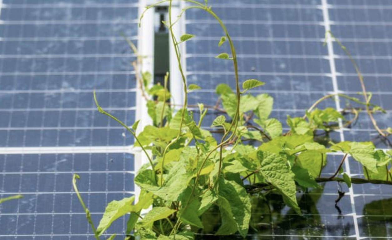 a solar panel growing weeds
