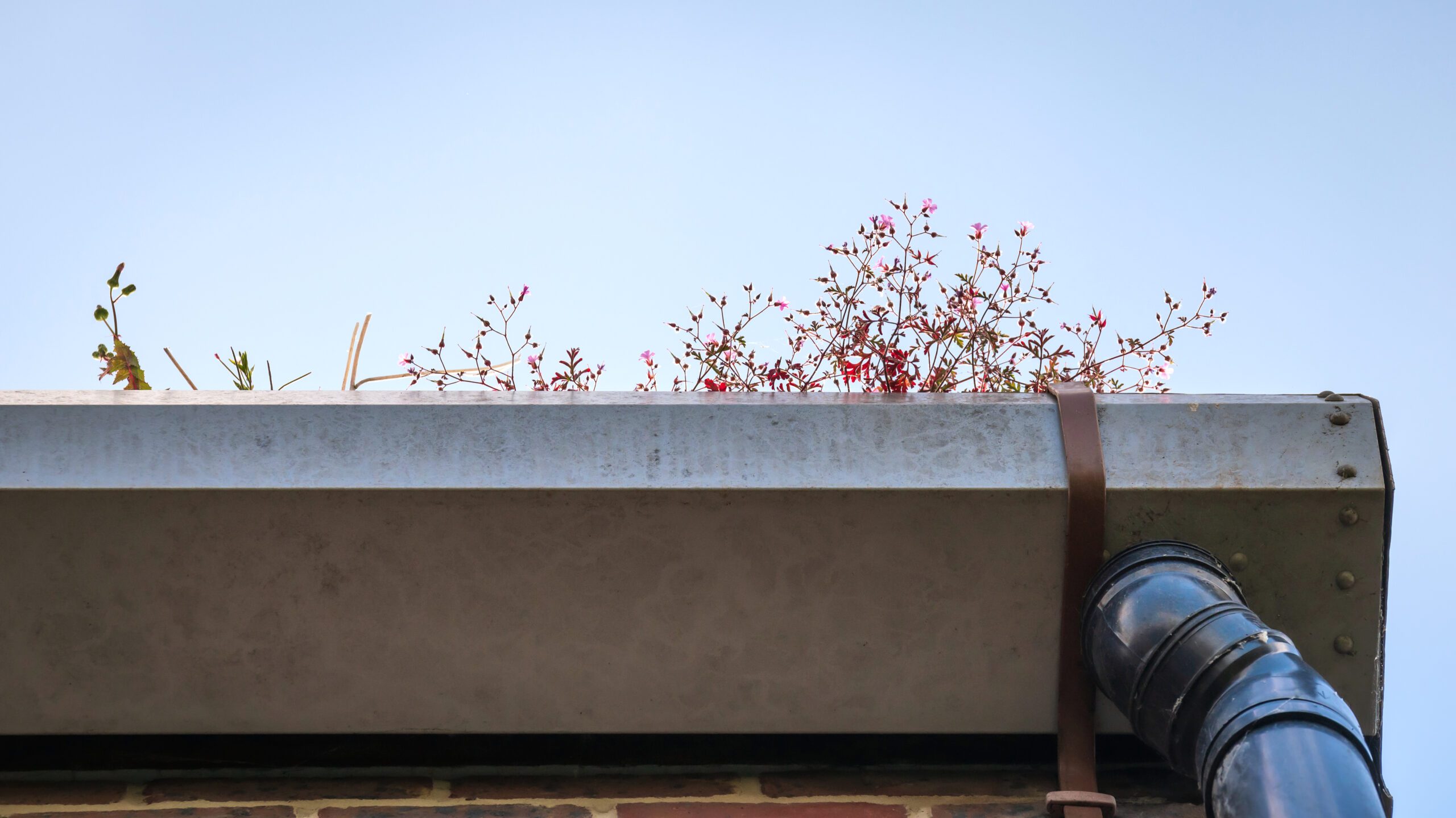 gutter clogged with foliage