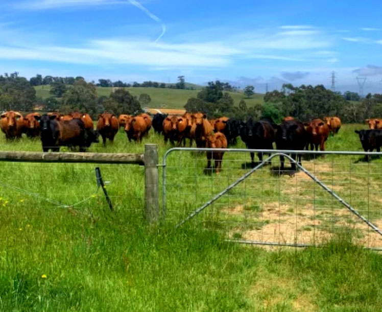 Australian livestock behind a fence