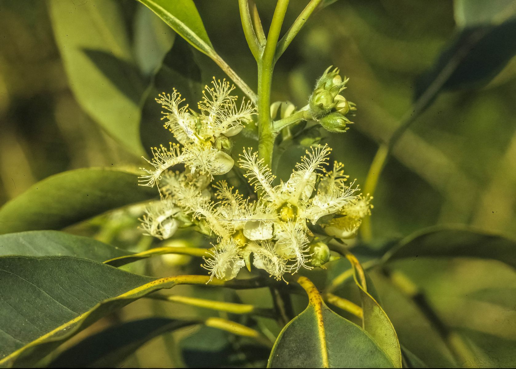 brush box flower