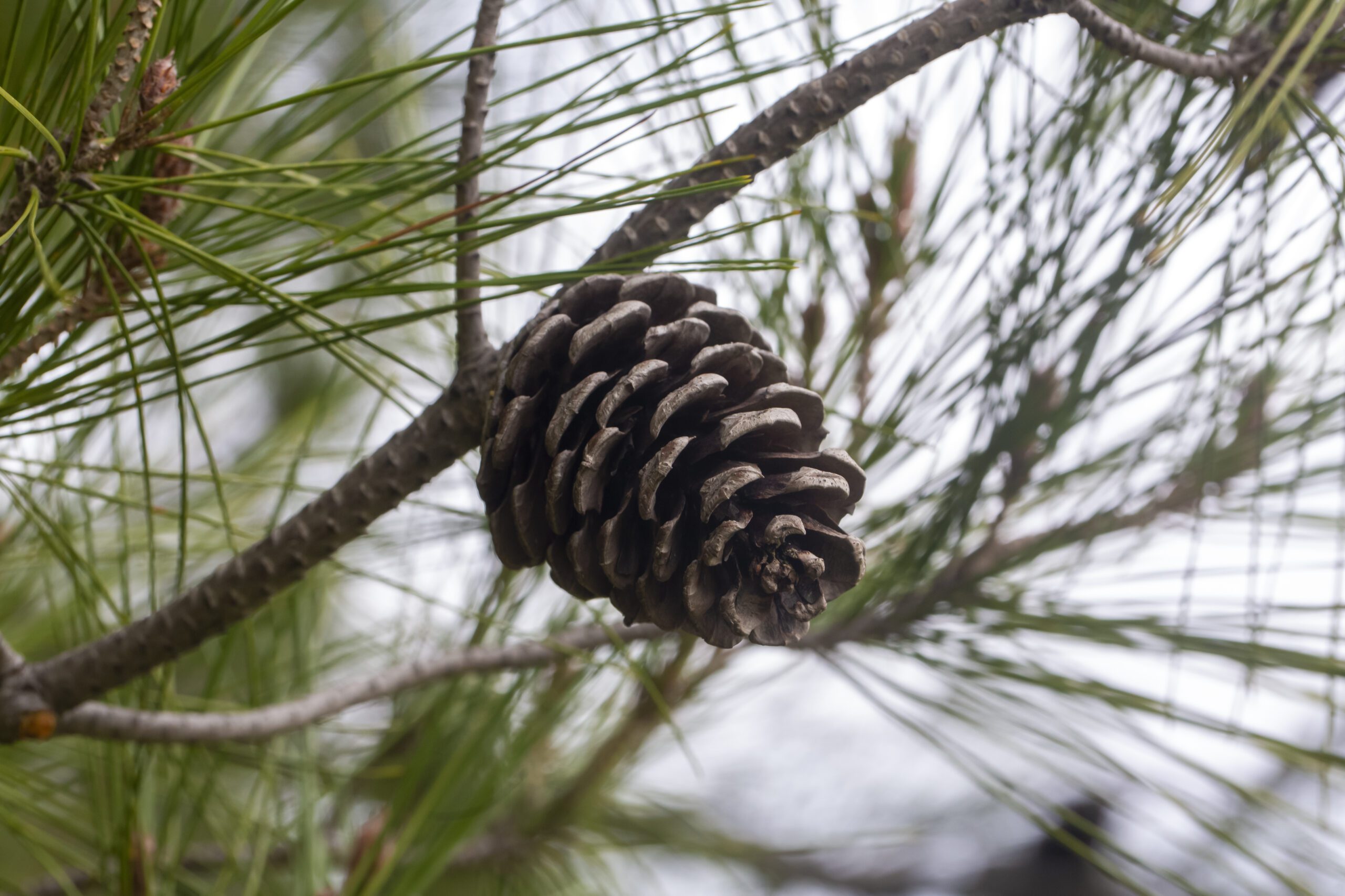 Close-up of pine cone on branch with needles