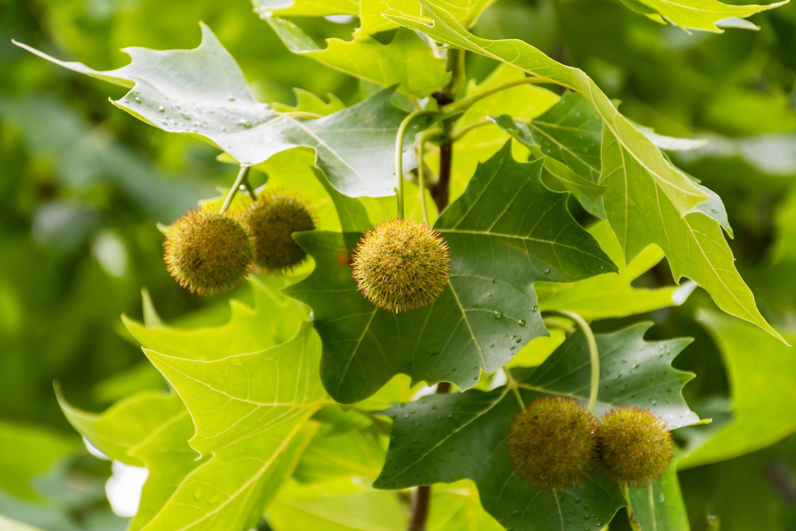 the seeds and leaves of a Platanus × acerifolia tree