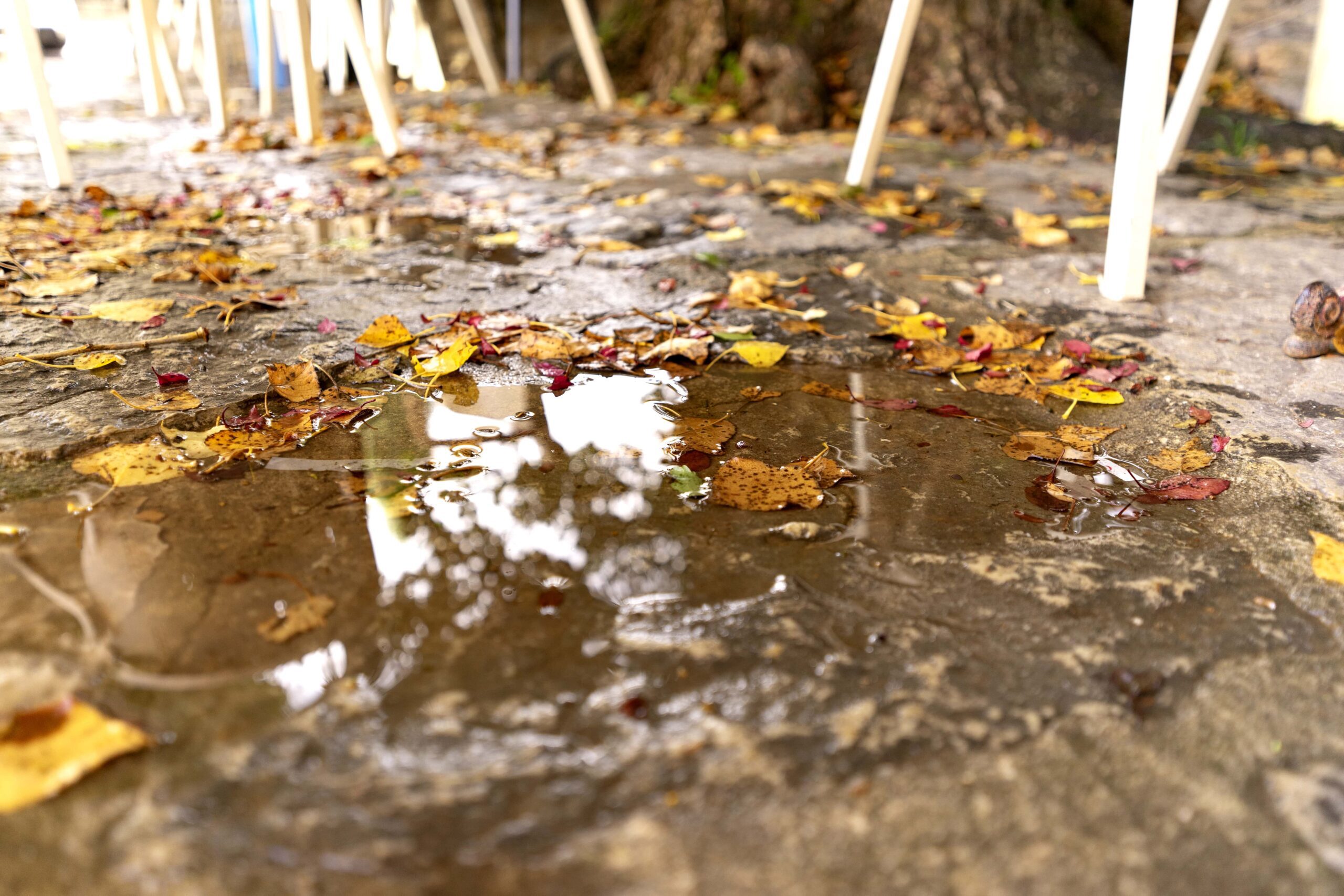 puddle of water with leaves