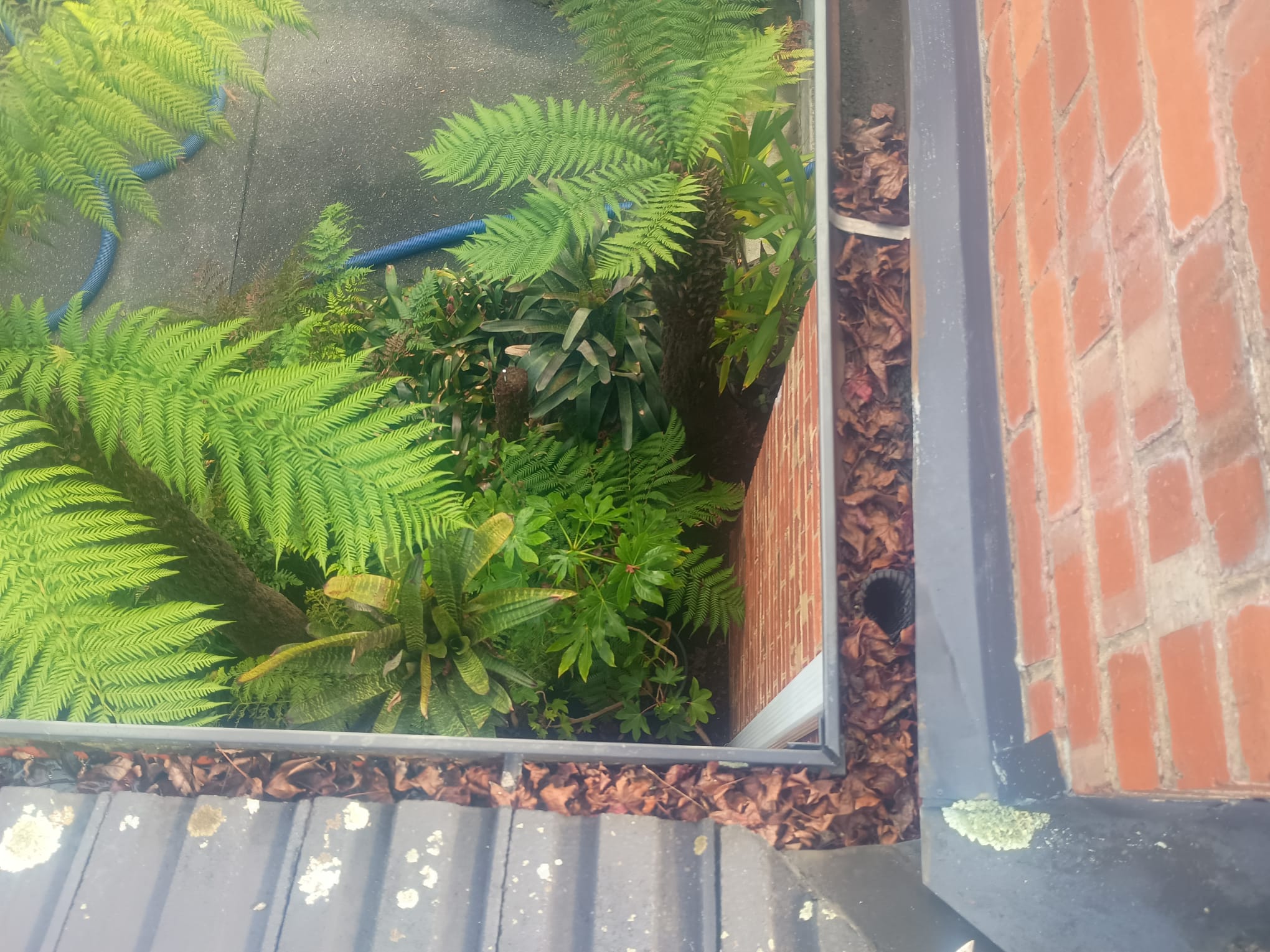 Blocked gutter corner and leaf-covered downpipe outlet at a Forest Hill home before cleaning