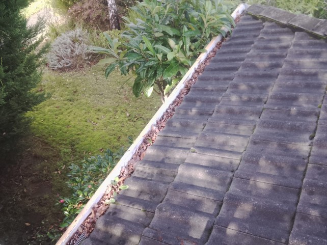 Gutter packed with dry leaf litter along a concrete tile roof, with overhanging trees in the garden below