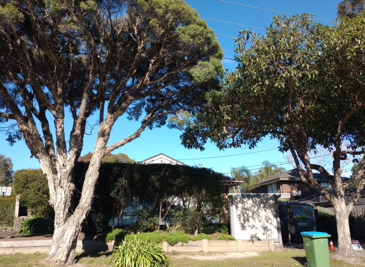 Mature paperbark trees over a Heathmont home with the PorterVac truck parked in the driveway
